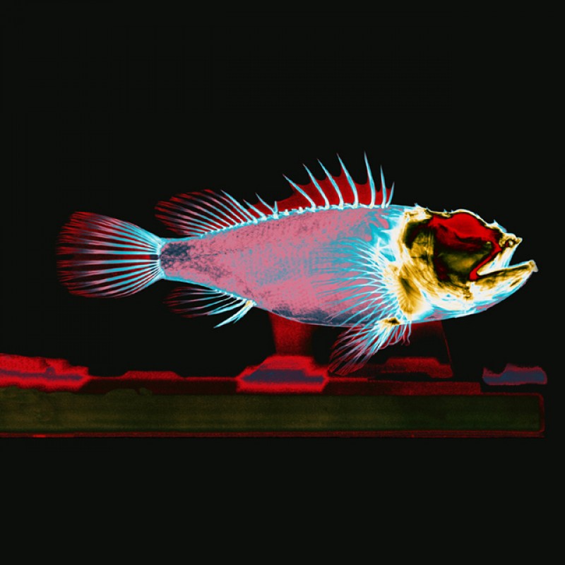 X-ray-scorpion-fish